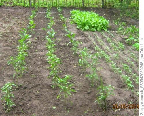 Перец полуострый бараний рог. Как я выращивал перец Бараний рог