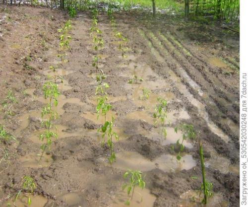 Перец полуострый бараний рог. Как я выращивал перец Бараний рог