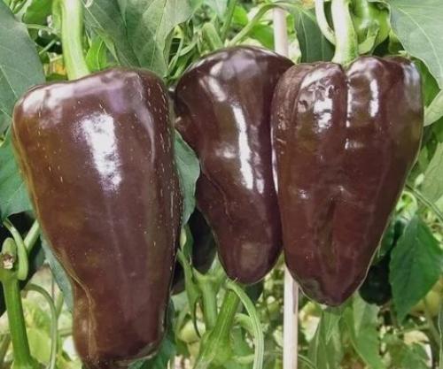 Сорта полуострого перца для выращивания в открытом грунте. Лучшие сорта полуострого перца