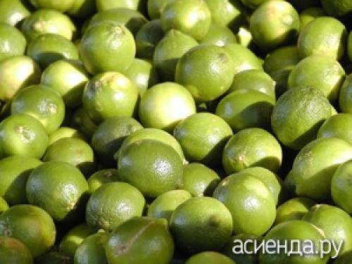 Как заготовить лайм на зиму. Как правильно хранить лайм