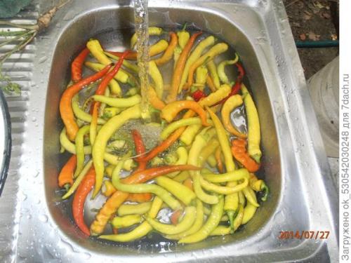 Перец полуострый бараний рог. Как я выращивал перец Бараний рог