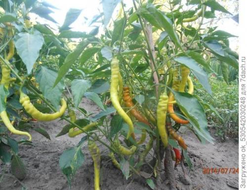 Перец полуострый бараний рог. Как я выращивал перец Бараний рог