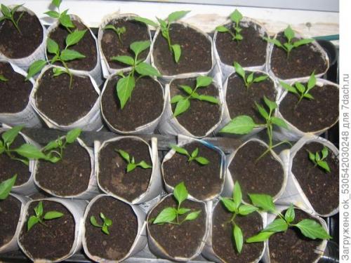 Перец полуострый бараний рог. Как я выращивал перец Бараний рог