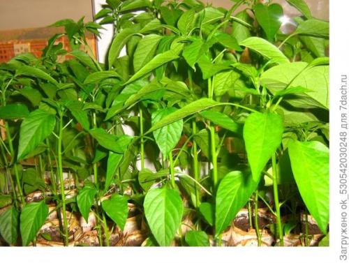 Перец полуострый бараний рог. Как я выращивал перец Бараний рог