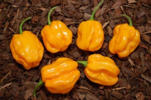 Сорта полуострого перца для выращивания в открытом грунте. Лучшие сорта полуострого перца