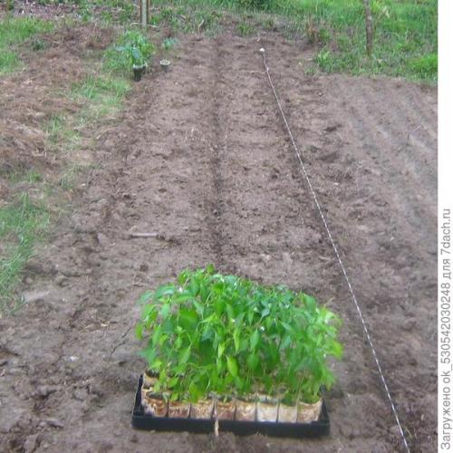 Перец полуострый бараний рог. Как я выращивал перец Бараний рог