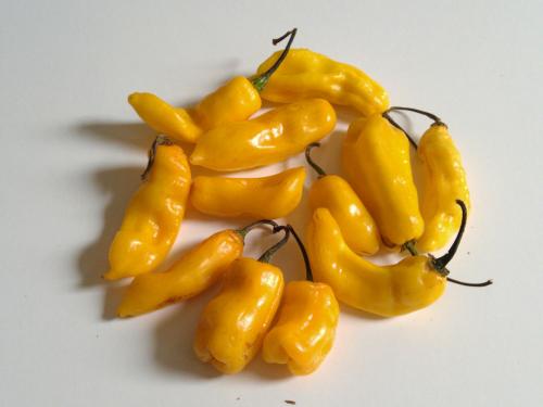 Самый острый перец сорта. Рейтинг самых острых перцев чили со всего света