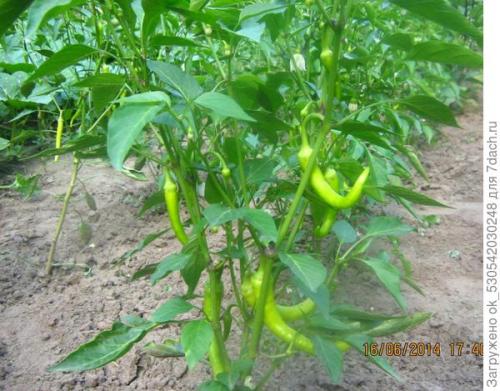 Перец полуострый бараний рог. Как я выращивал перец Бараний рог