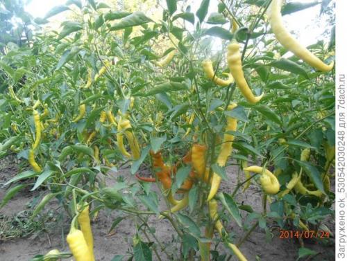 Перец полуострый бараний рог. Как я выращивал перец Бараний рог