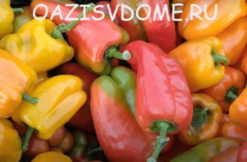 Можно ли снимать недозрелые перцы. Когда собирать урожай перца, как дозаривать плоды дома