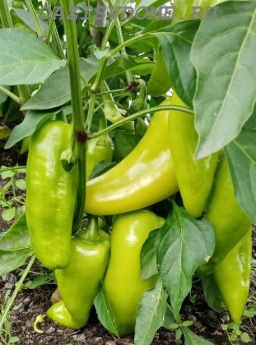 Можно ли снимать недозрелые перцы. Когда собирать урожай перца, как дозаривать плоды дома