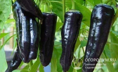 Перец острый маринованный на зиму. Маринад по-болгарски «Пукани чушлета»