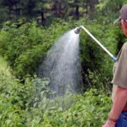 Влагозарядный полив малины. Сколько нужно поливать малину