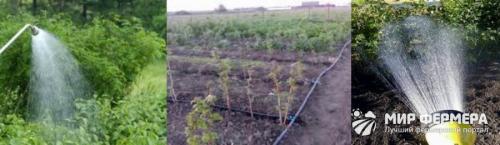 Что делать если осенью зацвела яблоня. К чему яблоня зацвела в сентябре — приметы, значение 06 Что делать если осенью зацвела яблоня. К чему яблоня зацвела в сентябре — приметы, значение 06