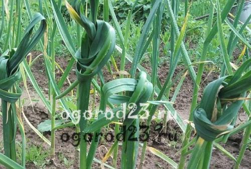 Как узнать, что чеснок готов к сбору в ноябре 2025 года. Признаки созревания чеснока: когда убирать?