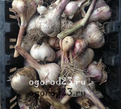 Как узнать, что чеснок готов к сбору в ноябре 2025 года. Признаки созревания чеснока: когда убирать?