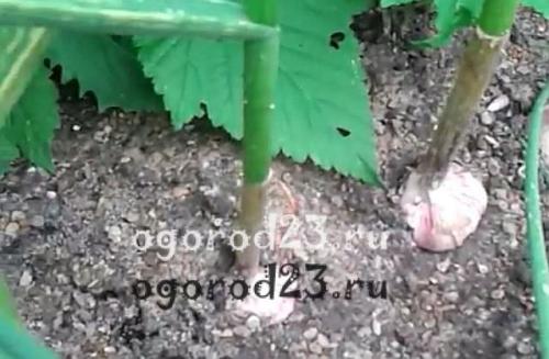 Как узнать, что чеснок готов к сбору в ноябре 2025 года. Признаки созревания чеснока: когда убирать?