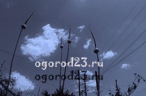 Как узнать, что чеснок готов к сбору в ноябре 2025 года. Признаки созревания чеснока: когда убирать?