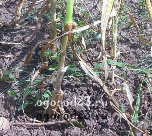 Как узнать, что чеснок готов к сбору в ноябре 2025 года. Признаки созревания чеснока: когда убирать?