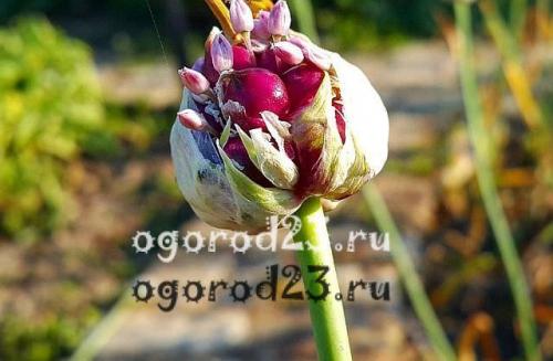 Как узнать, что чеснок готов к сбору в ноябре 2025 года. Признаки созревания чеснока: когда убирать?