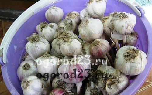 Как узнать, что чеснок готов к сбору в ноябре 2025 года. Признаки созревания чеснока: когда убирать?