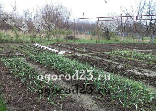 Как узнать, что чеснок готов к сбору в ноябре 2025 года. Признаки созревания чеснока: когда убирать?