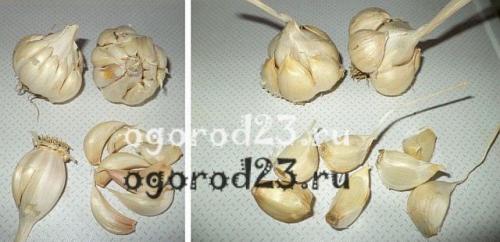 Как узнать, что чеснок готов к сбору в ноябре 2025 года. Признаки созревания чеснока: когда убирать?