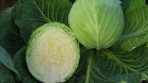 Какая капуста долго хранится. Подборка лучших сортов капусты для хранения на зиму и рекомендации по её выращиванию