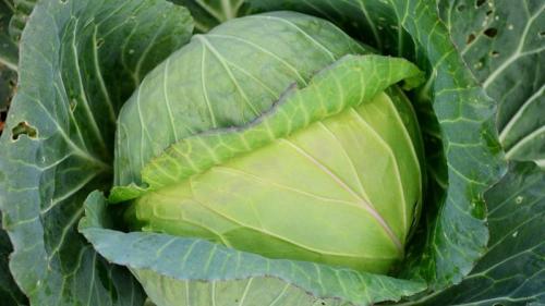 Какая капуста долго хранится. Подборка лучших сортов капусты для хранения на зиму и рекомендации по её выращиванию