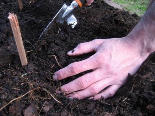 Почему стоит использовать лунный календарь для посадки чеснока в 2025 году. Посадка чеснока по лунному календарю 2025 года