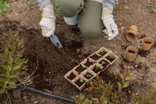 Можно ли сажать чеснок в дни новолуния или полнолуния в 2025 году. Влияние фаз Луны на рост растений