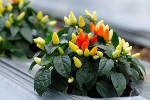 Перец острый декоративный сорта. Ботанические особенности