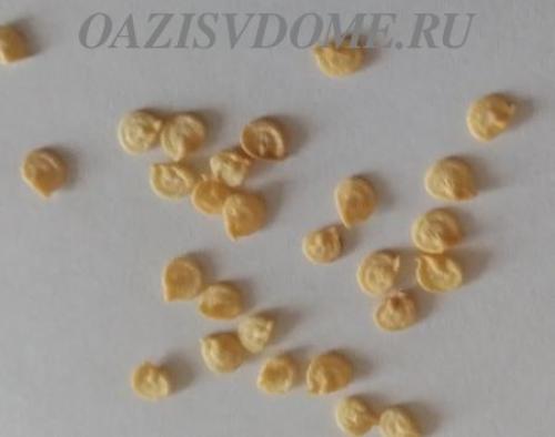 Горький перец на подоконнике. Как посадить семена острого перца дома