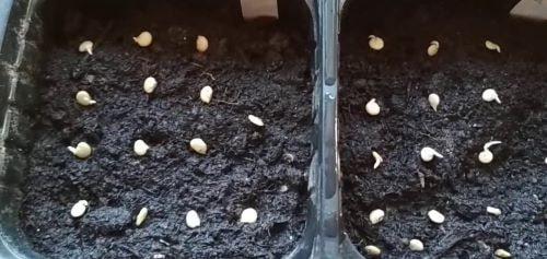 Горький перец на подоконнике. Как посадить семена острого перца дома