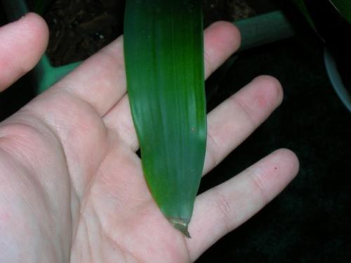 Почему сохнут листья у комнатных растений. Общие гигиенические меры