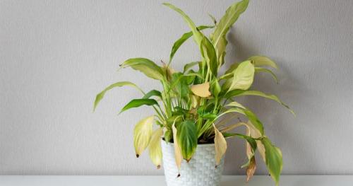 Почему сохнут и желтеют листья у комнатных растений. Причины появления жёлтых листьев