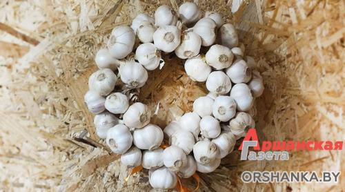 В чем разница между посадкой озимого и ярового чеснока. Чеснок яровой и озимый. Разбираемся в чем отличия