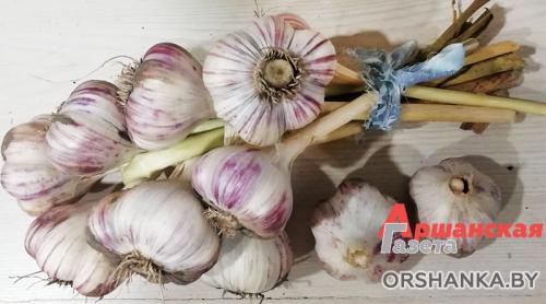 В чем разница между посадкой озимого и ярового чеснока. Чеснок яровой и озимый. Разбираемся в чем отличия