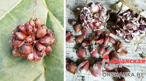 В чем разница между посадкой озимого и ярового чеснока. Чеснок яровой и озимый. Разбираемся в чем отличия