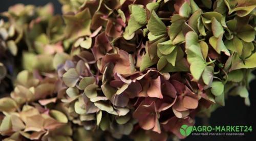 Гортензия засушить на зиму. Лучший способ высушить гортензии 06