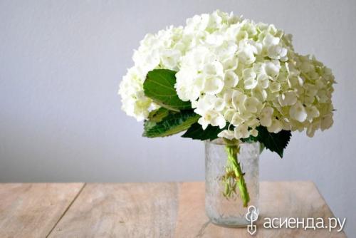 Гортензия засушить на зиму. Лучший способ высушить гортензии