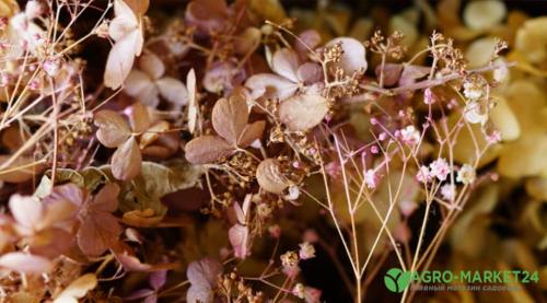 Гортензия засушить на зиму. Лучший способ высушить гортензии 05