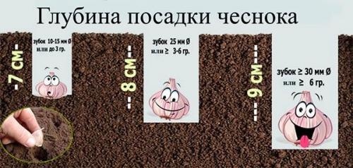 Когда и как сажать чеснок весной и осенью 2025: полное руководство 04 Когда и как сажать чеснок весной и осенью 2025: полное руководство 04