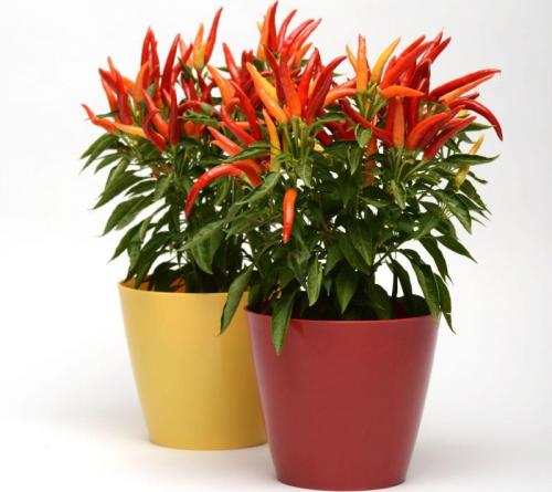 Как выбрать острый перец на окно. Домашние острые перцы на подоконнике: способы выращивания острого перца в домашних условиях