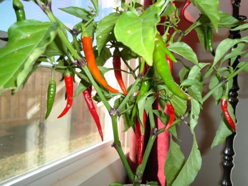 Как выбрать острый перец на окно. Домашние острые перцы на подоконнике: способы выращивания острого перца в домашних условиях