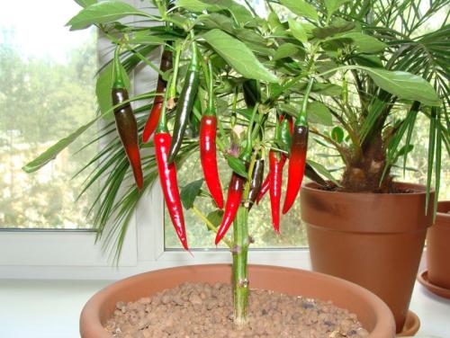 Как выбрать острый перец на окно. Домашние острые перцы на подоконнике: способы выращивания острого перца в домашних условиях