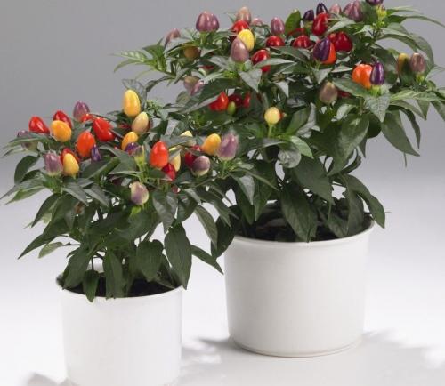 Как выбрать острый перец на окно. Домашние острые перцы на подоконнике: способы выращивания острого перца в домашних условиях