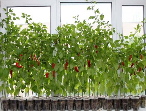 Как выбрать острый перец на окно. Домашние острые перцы на подоконнике: способы выращивания острого перца в домашних условиях