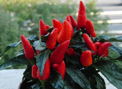 Как выбрать острый перец на окно. Домашние острые перцы на подоконнике: способы выращивания острого перца в домашних условиях