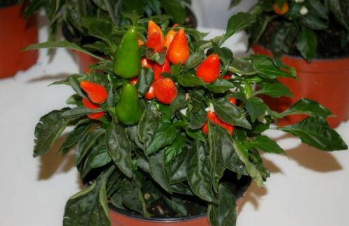 Как выбрать острый перец на окно. Домашние острые перцы на подоконнике: способы выращивания острого перца в домашних условиях